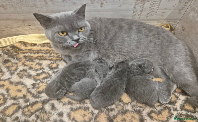 British Shorthair cats - Advert 7