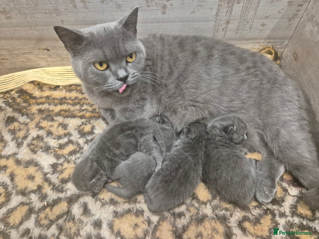 British Shorthair cats for sale: British short-hair kittens  - Image 1