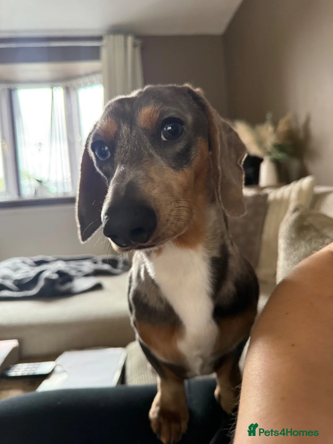 Miniature Dachshund dogs for stud: Grey Dapple Stub available  in Burton-on-Trent - Advert 2