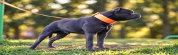 Staffordshire Bull Terrier dogs for stud: THE FAMOUS JOEY! Heavily Health-Tested Blue Stud!  - Advert 6
