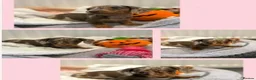 Miniature Dachshund dogs for sale: Beautiful Miniature Dachshund Puppies in Bath - Advert 11