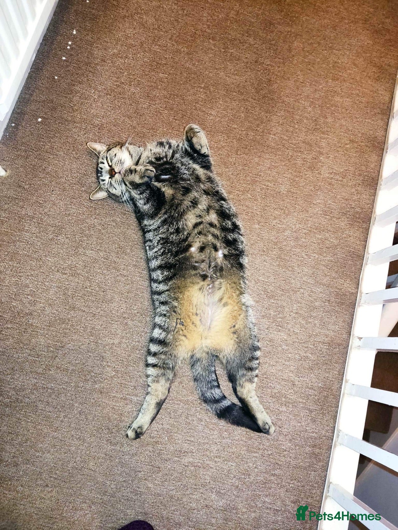 Mixed Breed cats for sale: Adorable Kittens Looking for Loving Homes 🐾 - Advert 1