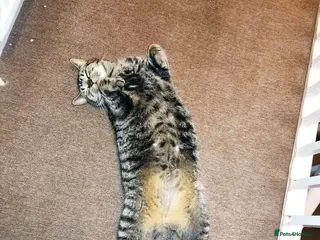 Mixed Breed cats Adorable Kittens Looking for Loving Homes 🐾 - Advert 4