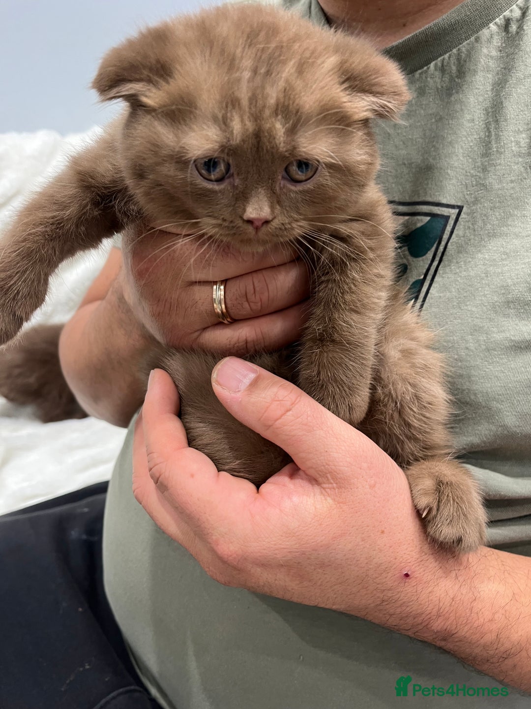 Scottish Fold cats for sale: Stunning Champions Bloodlines  kittens  - Advert 3