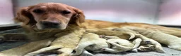 Golden Retriever dogs for sale: Beautiful Deep Golden Dark Retriever Puppys in Sleaford - Advert 1