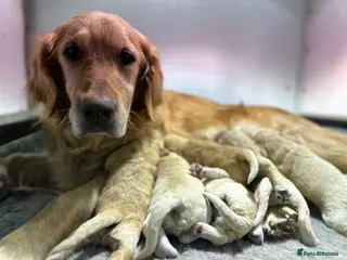 Golden Retriever dogs for sale: Beautiful Deep Golden Dark Retriever Puppys - Advert 1