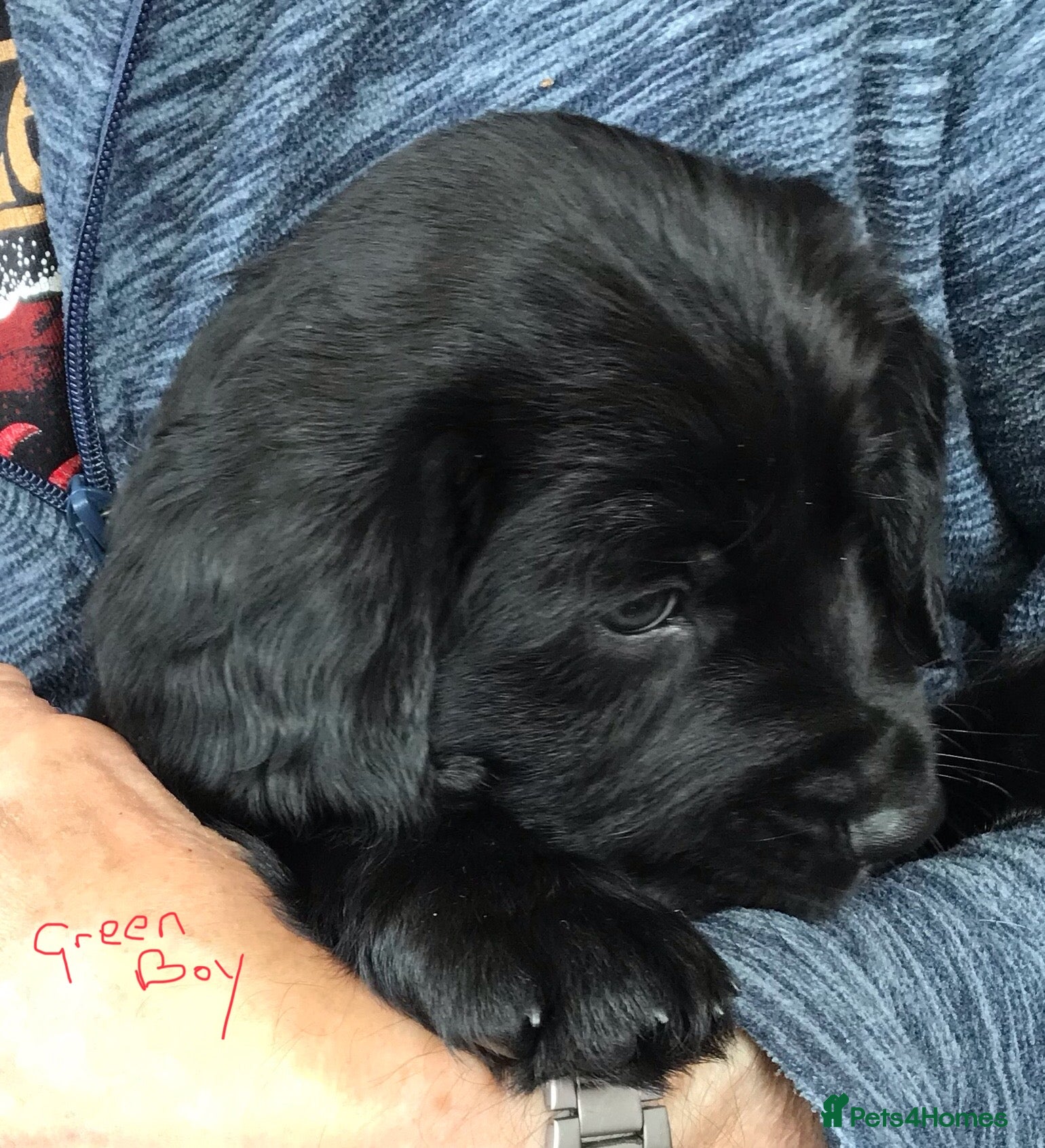 Mixed Breed dogs Cocker Spaniel/ Collie +spaniel puppies  - Advert 2