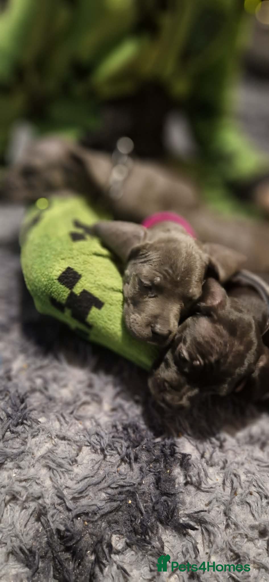 Mixed Breed dogs for sale: Cane corso hybrid - Advert 8