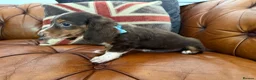 Miniature Dachshund dogs for sale: Miniature Dachshund 5 ⭐ License 5 ⭐ reviews - Advert 19