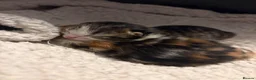 Domestic Shorthair cats for sale: 2 kittens looking for forever home! - Advert 13