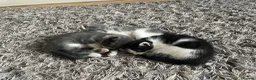 Mixed Breed cats for sale: Kittens half saimess  - Advert 10