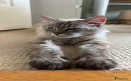 Siberian cats for sale: Beautiful 3 siberian kittens/ boys - Image 11