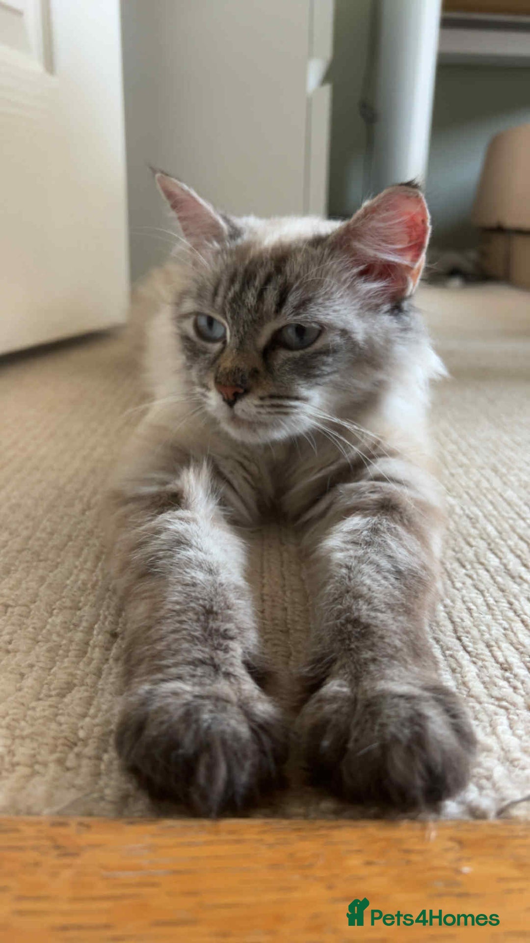 Siberian cats for sale: Beautiful 3 siberian kittens/ boys - Image 11