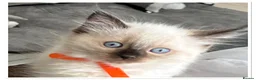 Ragdoll cats for sale: 6 cute pure breed Ragdoll kittens 2 boys 4 girls  - Advert 36