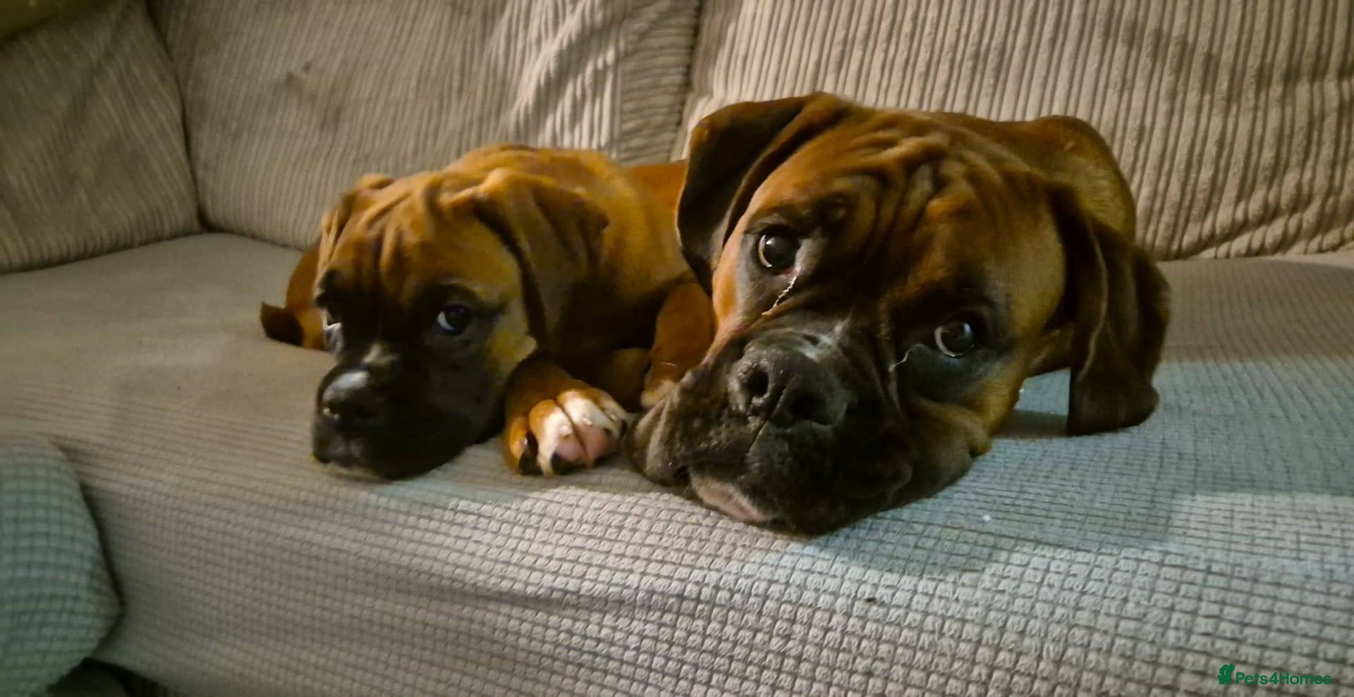 Boxer dogs 6 Month Female Boxer - Advert 2