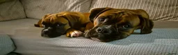 Boxer dogs for sale: 6 Month Female Boxer in Bridgwater - Advert 4