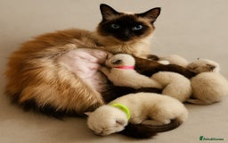 Ragdoll cats for sale: Top-Quality Pedigree Ragdoll Kittens - 3 AVAILABLE - Image 40