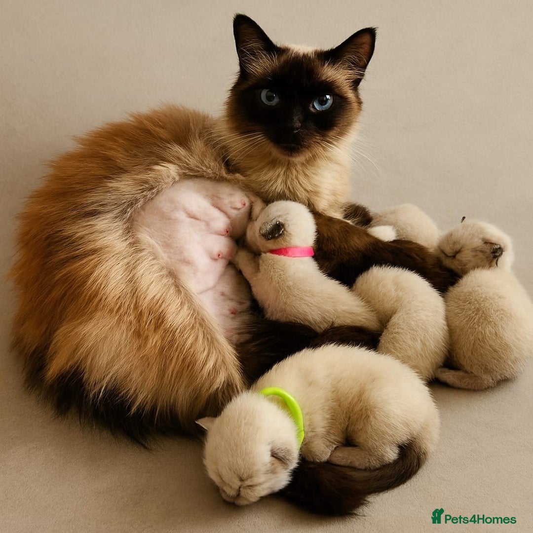 Ragdoll cats for sale: Top-Quality Pedigree Ragdoll Kittens - 3 AVAILABLE - Image 40