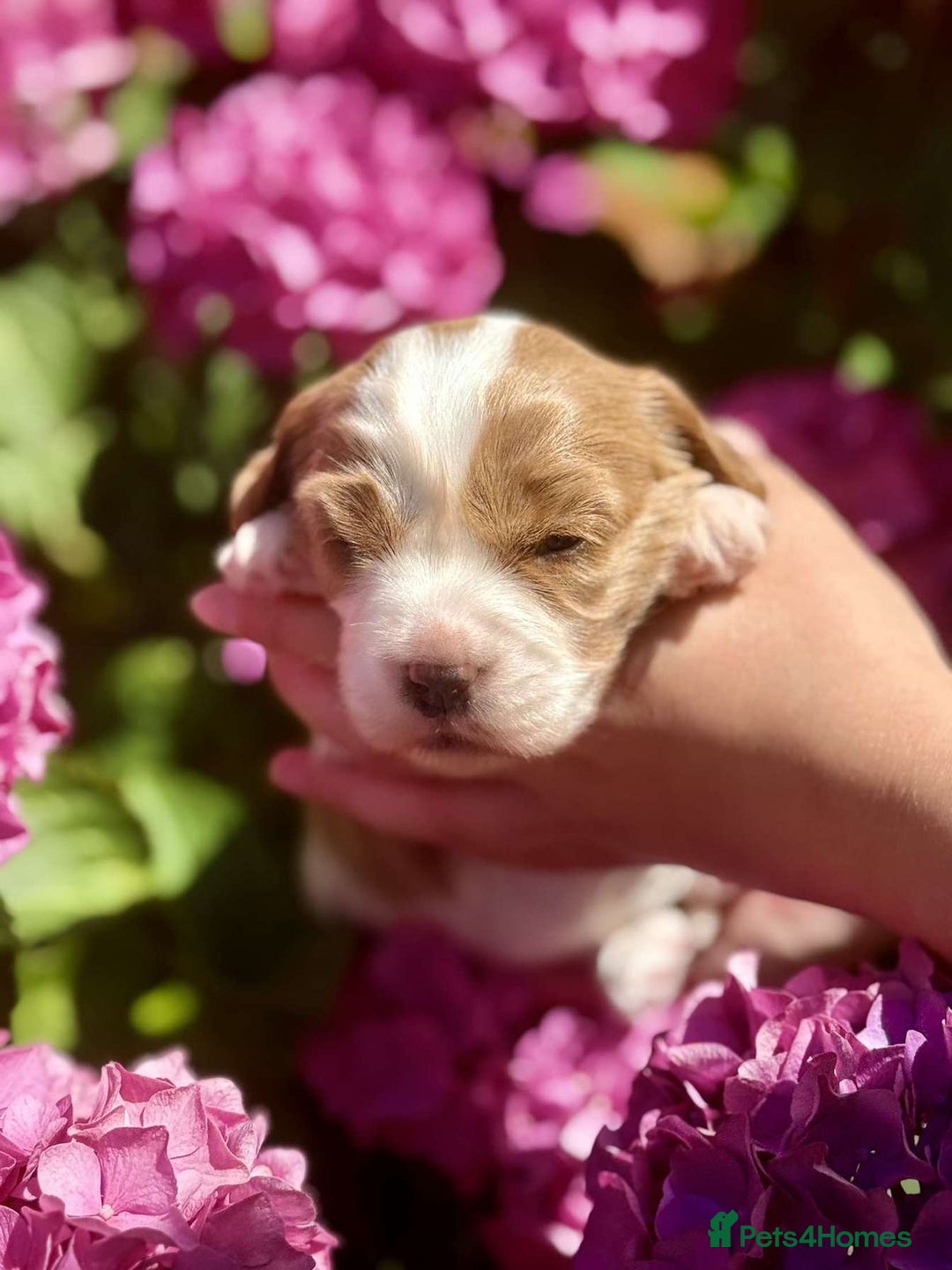 Cavapoo dogs for sale: Cavapoo puppies  - Image 1