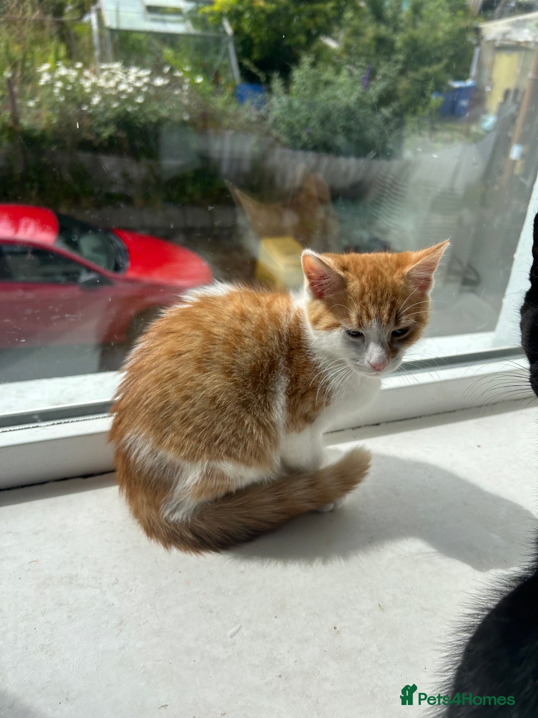 Mixed Breed cats for sale: Gorgeous Kittens for Sale - Image 1