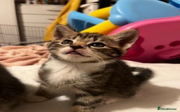 Domestic Shorthair cats for sale: tabby kittens for sale - Image 18