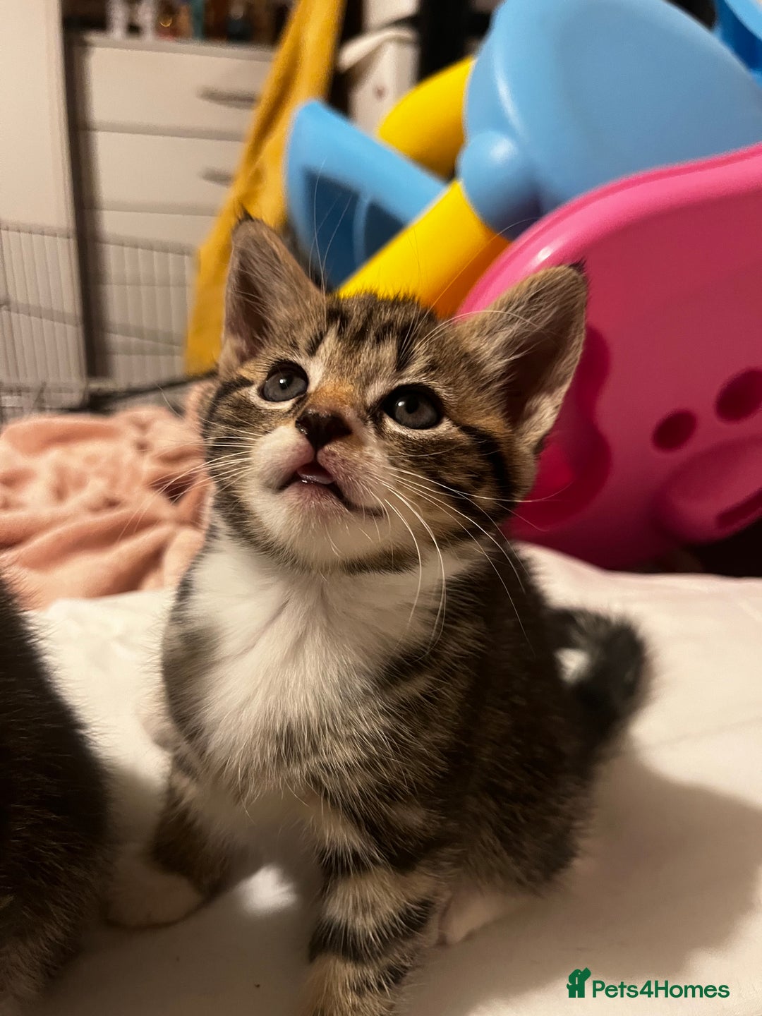 Domestic Shorthair cats for sale: tabby kittens for sale - Image 18