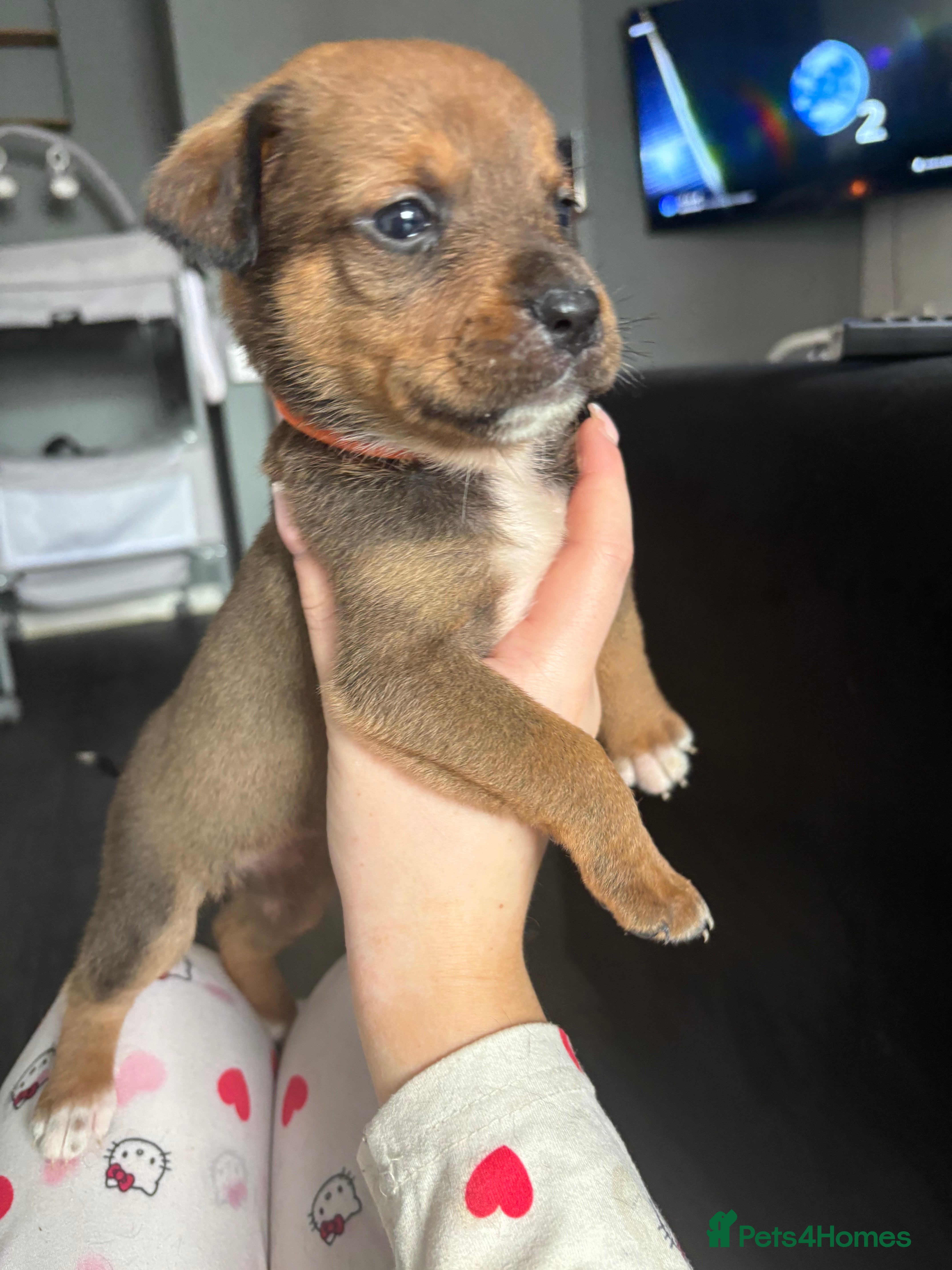 Mixed Breed dogs Beautiful Rottweiler mix puppies for forever home - Advert 2