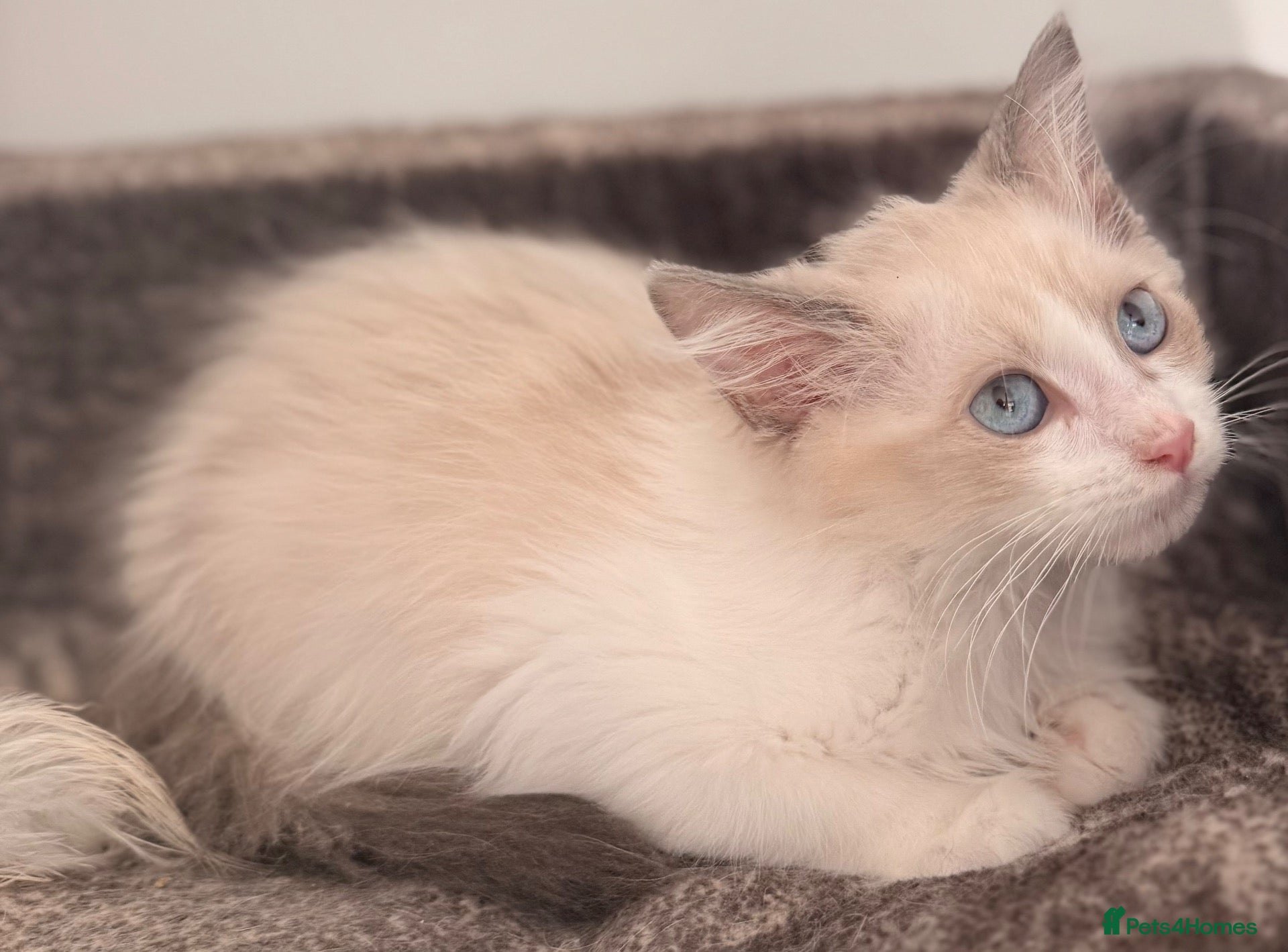 Siberian cats Full breed Siberian kittens ready now! - Advert 1