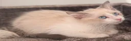 Siberian cats for sale: Full breed Siberian kittens ready now! - Advert 1