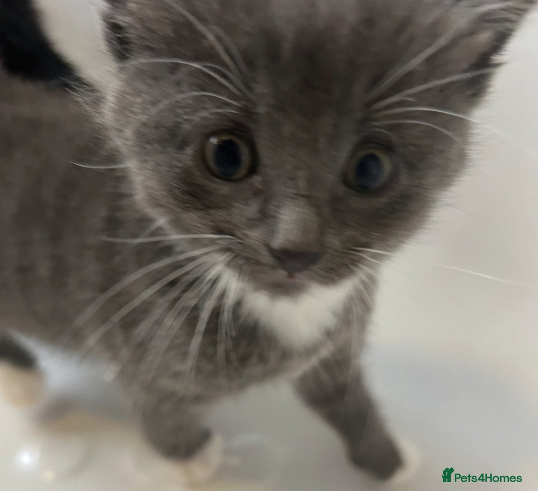 Mixed Breed cats for sale: 4 kittens looking for their forever home  - Advert 2