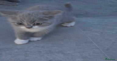 British Shorthair cats - Advert 1