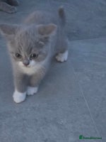 British Shorthair cats - Advert 3