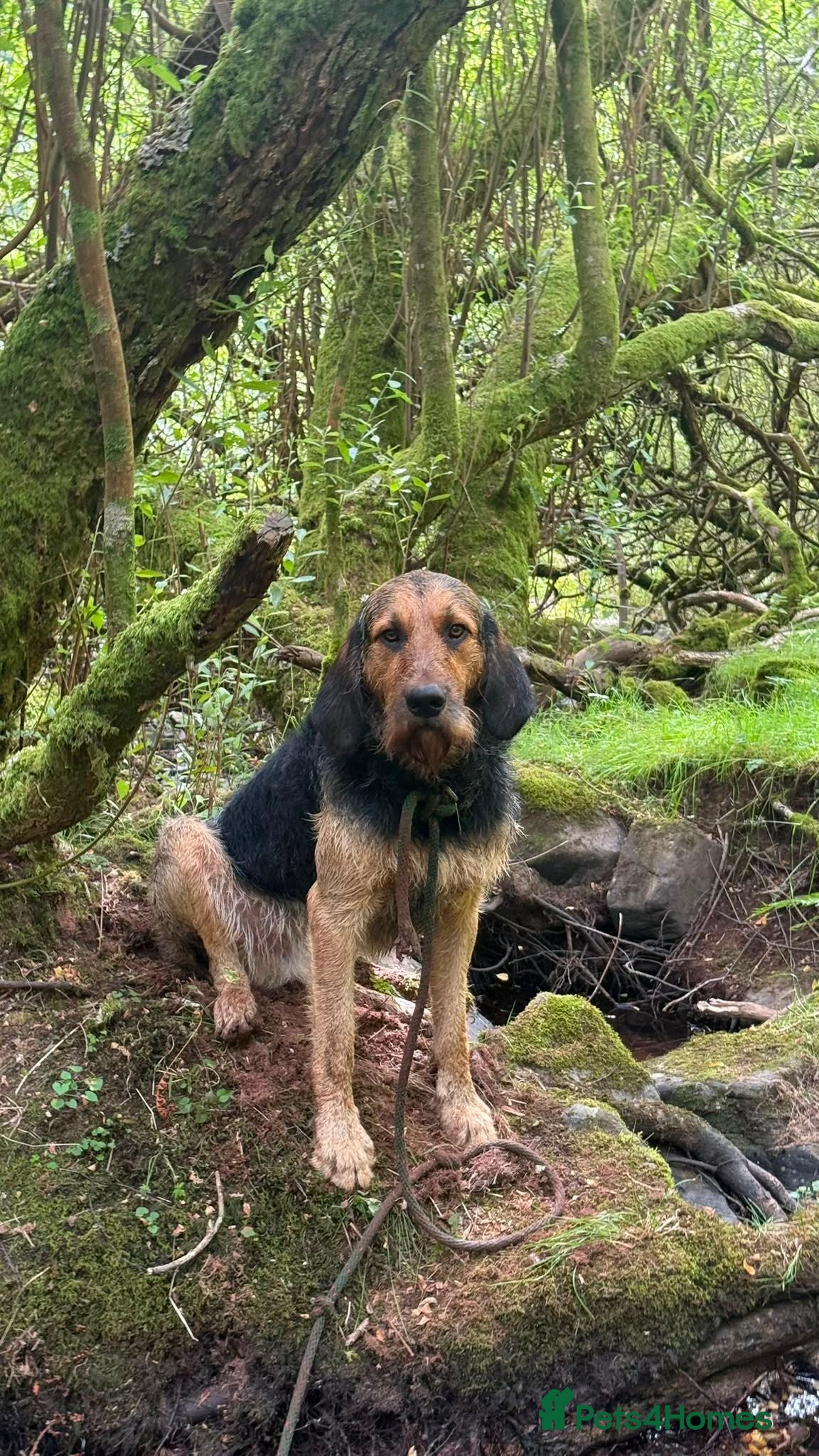 Mixed Breed dogs for stud: ANGUS STUD AVAILABLE Otterhound × Foxhound  46kg - Advert 1