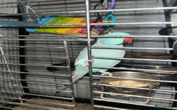 Parakeets birds for sale: Male Indian ring neck parrot - Image 1