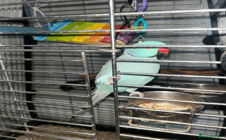 Parakeets birds - Advert 2