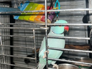 Parakeets birds - Advert 3