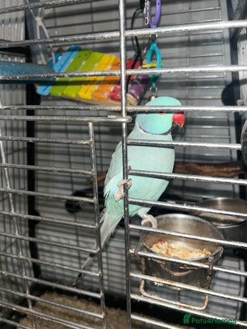 Parakeets birds - Advert 5
