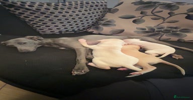 Italian Greyhound dogs - Advert 8
