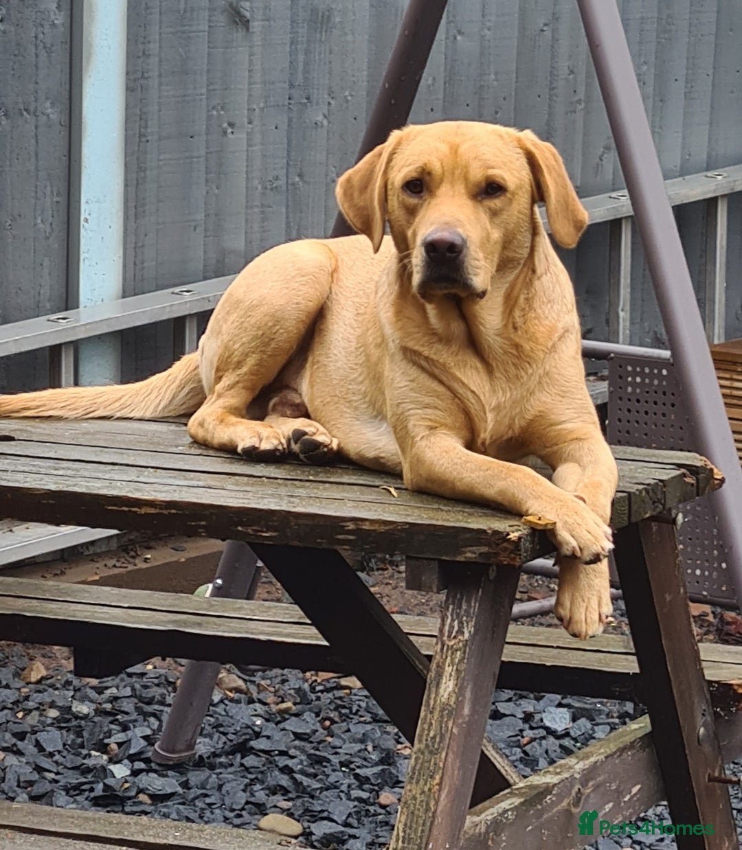 Borador dogs for sale: Male Borador Pups - Image 11