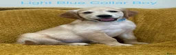 Golden Retriever dogs for sale: Quality litter of KC reg Golden Retriever puppies - Advert 10