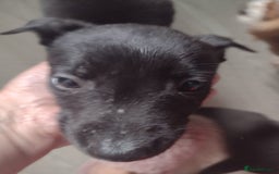 Lurcher dogs for sale: Wheaton bull greyhound boy puppie 8weeks old - Image 2