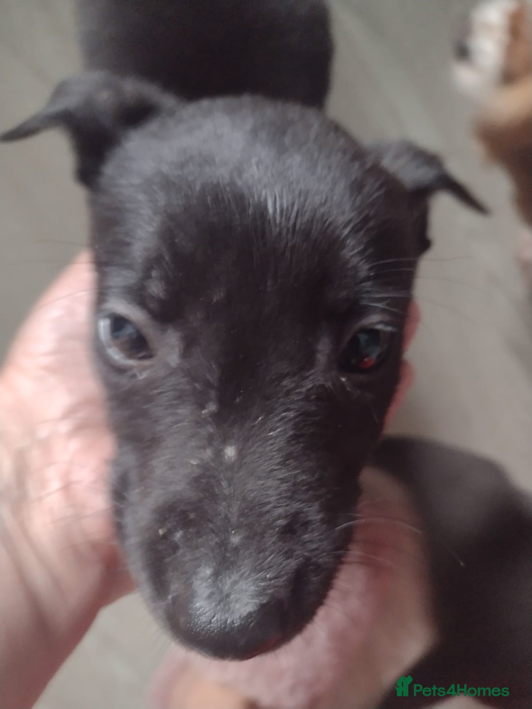 Lurcher dogs for sale: Wheaton bull greyhound boy puppie 8weeks old - Image 2
