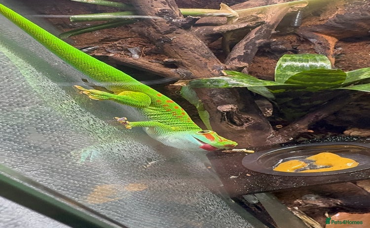Gecko reptiles - Advert 1