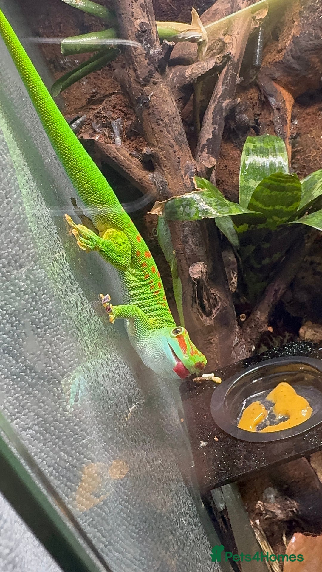 Gecko reptiles for sale: Giant Madigascan Day Gecko Male - Image 1