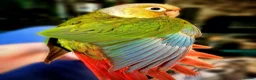 Conures birds for sale: Male Pineapple Conure Small/medium Parrot in Ilfracombe - Advert 2