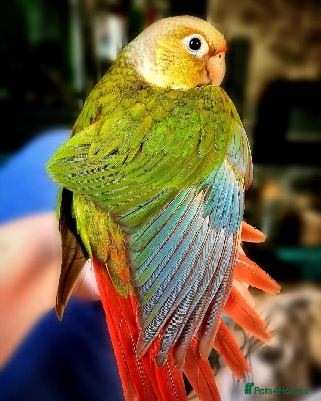 Conures birds for sale: Male Pineapple Conure Small/medium Parrot in Ilfracombe - Advert 2