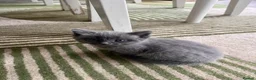 Ragdoll cats for sale: Beautiful Ragdoll cross kittens  - Advert 13