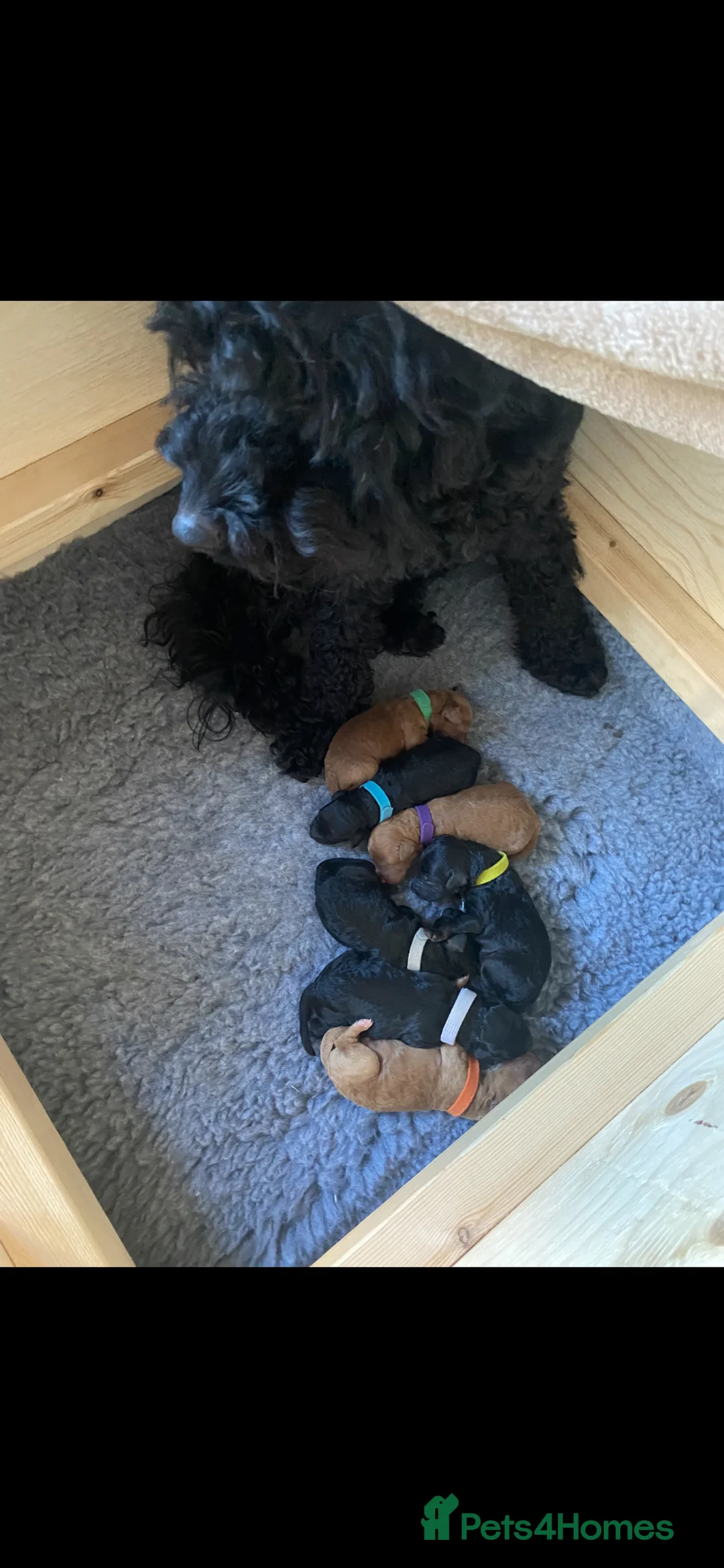 Cockapoo dogs for sale: F1b Cockapoos - Advert 40