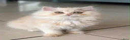 Persian cats for sale: **Last One** beautiful Persian kittens - Advert 6