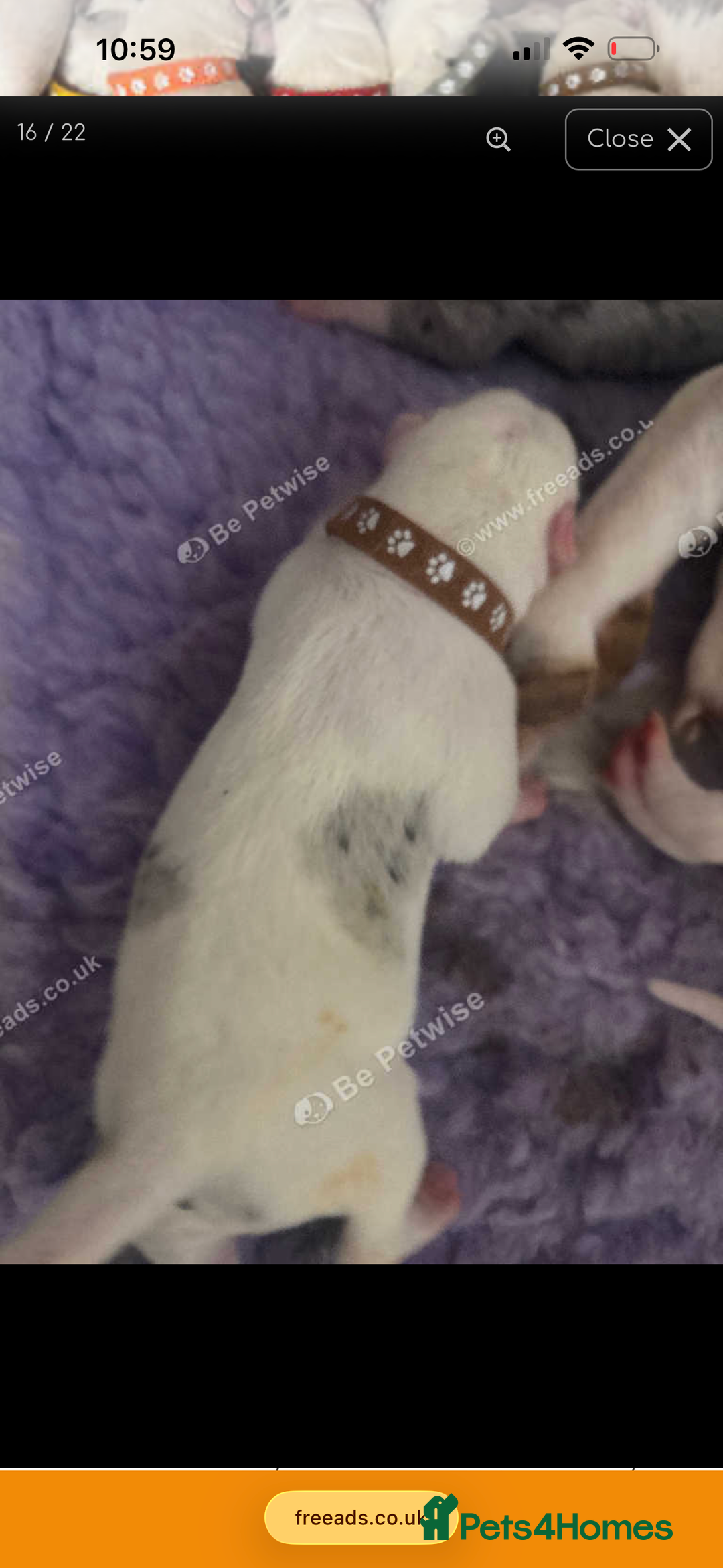Mixed Breed dogs for sale: beautiful Bull/Greyhound puppies  - Image 15